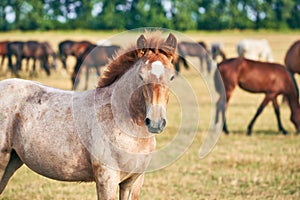 Portrait of a roan draft foal on a pasture looking at the camera