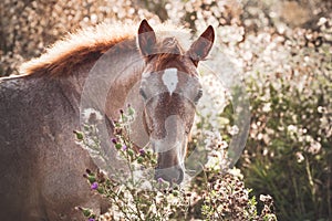 Portrait of a roan foal of the Novoolexandrian Draught breed on a pasture among wild flowers