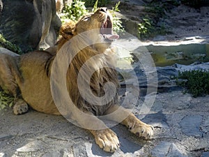 Portrait of a roaring large male Barbary Lion, Panthera leo leo