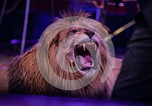 Portrait of roaring lion in circus