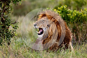 Portrait of roaring Lion Ron in Masai Mara