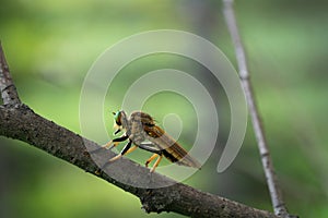 Robber fly, assassin fly. A close-up