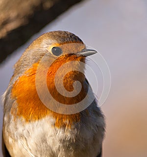 Portrait of a Robin