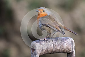 Portrait of a robin perched on handle