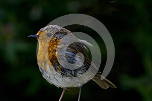 Portrait of a Robin Red Breat Perched in the wild