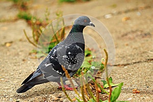 Portrait of a Rock Dove