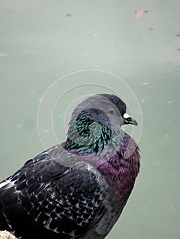 portrait of a rock dove or common pigeon by the water