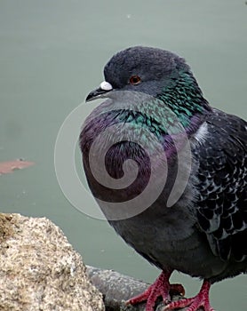 portrait of a rock dove or common pigeon by the water. Columba livia ferral pigeon