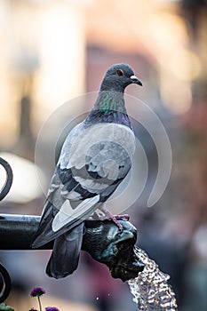 Portrait of rock dove peacefully perched on a pole