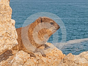 Portrait of a Rock Hyrax or Dassie