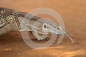 Portrait of a rock monitor, Kruger National Park, South Africa