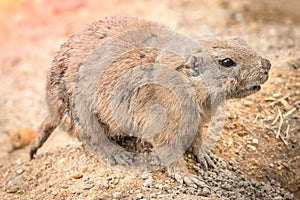 Portrait of rodent animal