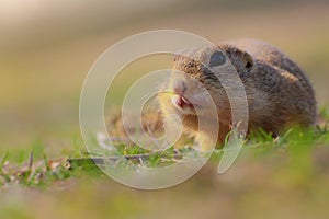 Portrait rodent in grass