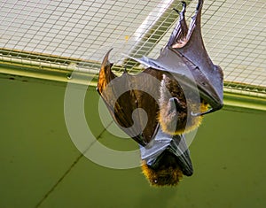 Portrait of a Rodrigues flying fox hanging on the ceiling, Tropical mega bat, Endangered animal specie from Africa