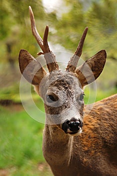Portrait of roe buck