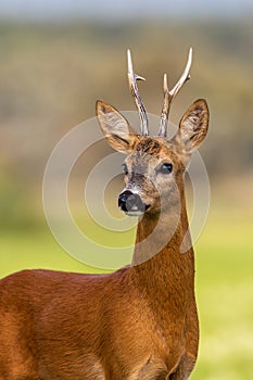 Portrait of a roe deer, capreolus capreolus, buck in summer with clear blurred background.