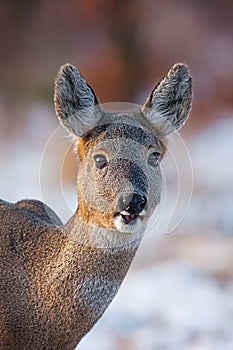 Portrait of roe deer, capreolus capreolus, in winter.