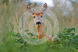 Portrait of roe deer doe female in summer