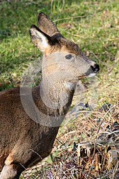 Portrait of a roe deer in winter coat