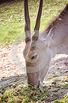 Portrait of roe deer. Zoo, wild animals and mammal concept.