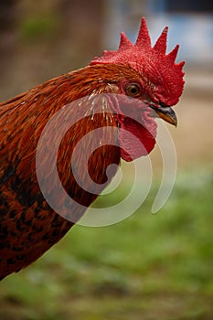 Portrait of a Rooster adult male chicken .