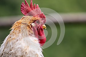 Portrait of a rooster; beautiful male cock with red crest, living free range