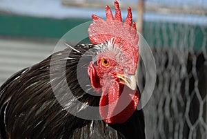 Portrait of a rooster with a cockscomb, close-up