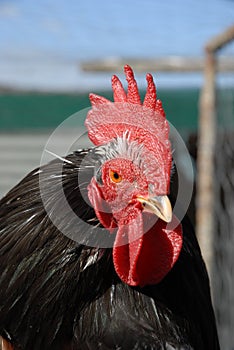 Portrait of a rooster with a cockscomb, close-up