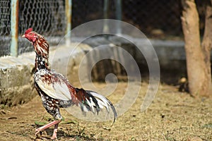 Portrait of a rooster in a farm. Popular indian aseel breed used as game bird.