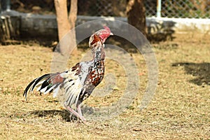 Portrait of a rooster in a farm. Popular indian aseel breed used as game bird.