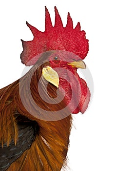 Portrait of Rooster Leghorn photo