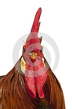 Portrait of Rooster Leghorn photo