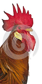 Portrait of Rooster Leghorn, in front of white background