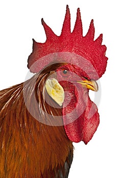 Portrait of Rooster Leghorn, in front of white background