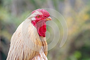 Portrait of a rooster with light feathers close up in profile on a blurred background