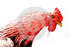 Portrait of a rooster`s head. isolated on white background. Red fire rooster.