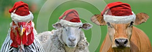 portrait of rooster sheep and cow wearing a santa claus hat