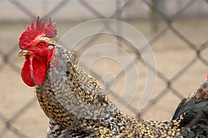 Portrait of rooster walking outside