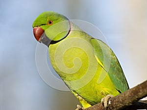 Portrait Rose-ringed Parakeet