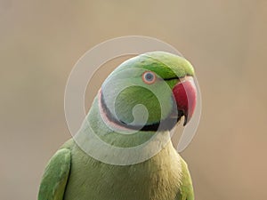 Portrait of a rose-ringed parakeet closeup shot