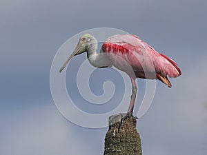 Portrait of a roseate spoonbill photo