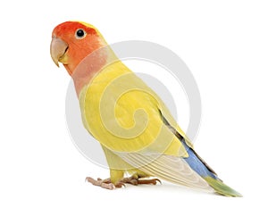 Portrait of Rosy-faced Lovebird photo