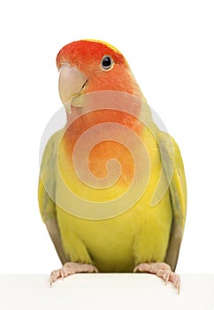 Portrait of Rosy-faced Lovebird