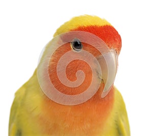 Portrait of Rosy-faced Lovebird