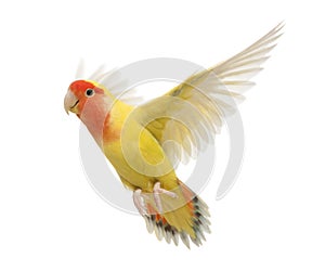 Portrait of Rosy-faced Lovebird flying