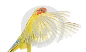 Portrait of Rosy-faced Lovebird flying