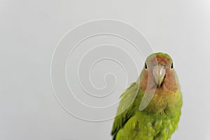 Portrait of a Rosy-faced lovebird isolated on a gray background