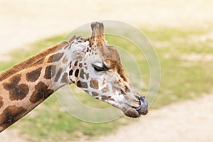 Portrait of Rothschild Giraffe