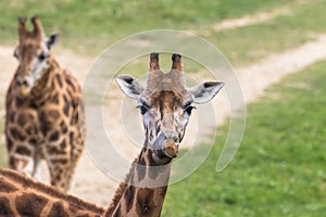 Portrait of Rothschild Giraffe sticking tongue out