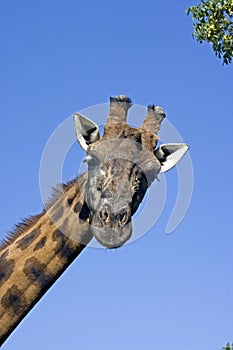 Portrait of Rothschild`s Giraffe, giraffa camelopardalis rothschildi